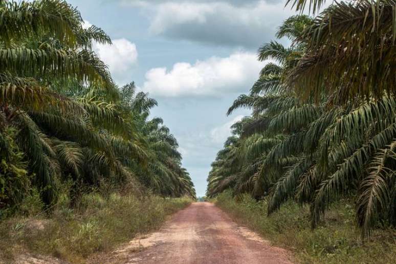 Óleo de palma é aposta entre os biocombustíveis