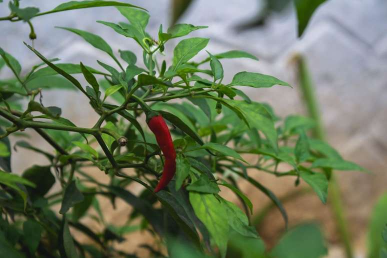 A pimenta mais ardida do mundo foi desenvolvida por Ed Currie (Imagem: Jeswin/Freepik)