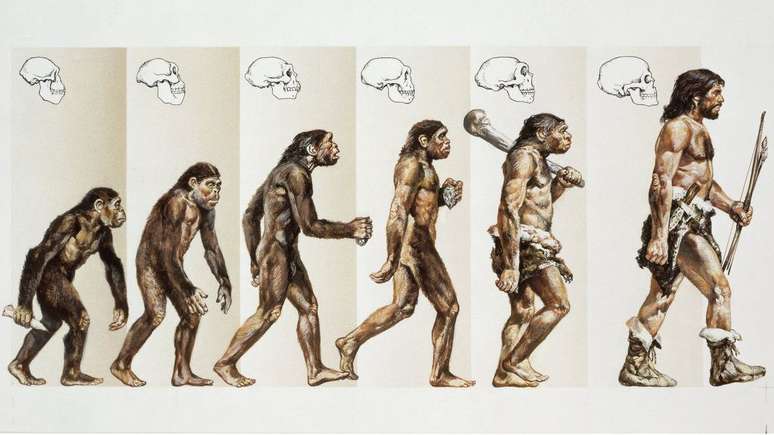 A evolução dos hominídeos tem se provado cada vez mais distante dessa clássica imagem — nossos ancestrais se reproduziram entre si, geraram caminhos evolutivos sem saída e voltaram a se misturar até chegarmos no ponto atual da evolução (Imagem: DEA Picture Library)