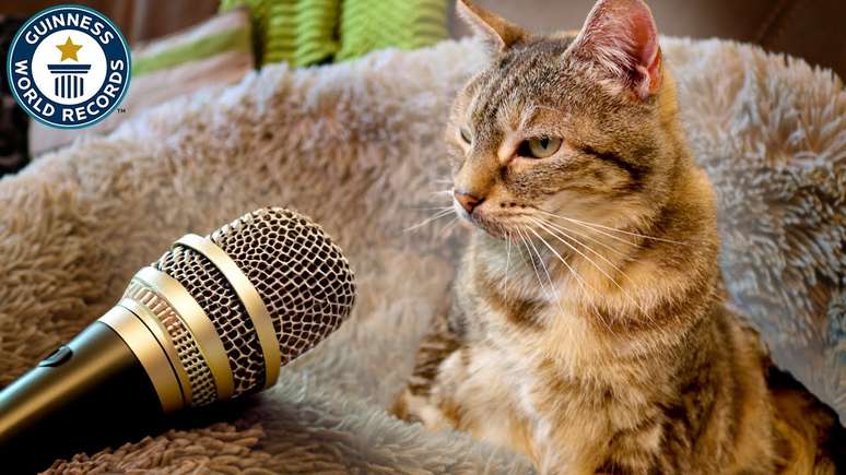 Donos de gata com o ronronado mais alto do mundo contam que precisam aumentar o volume da televisão na presença do bichano