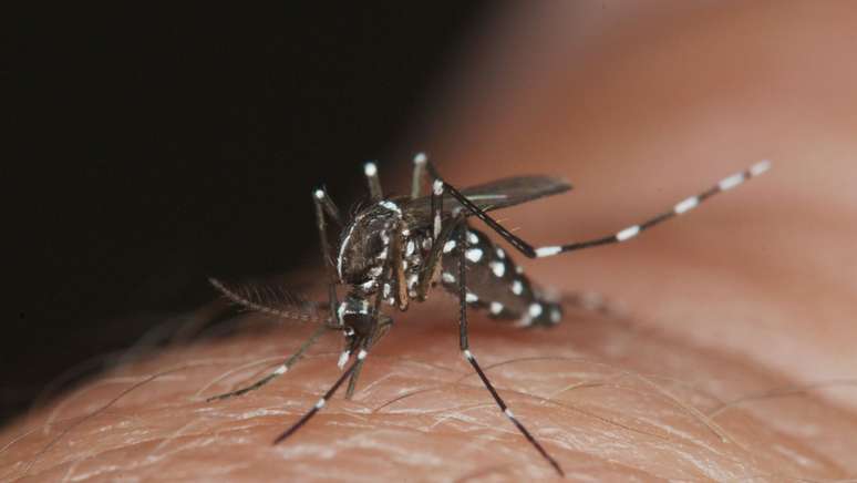The arrival of a cousin species of the dengue mosquito in cities is a health problem