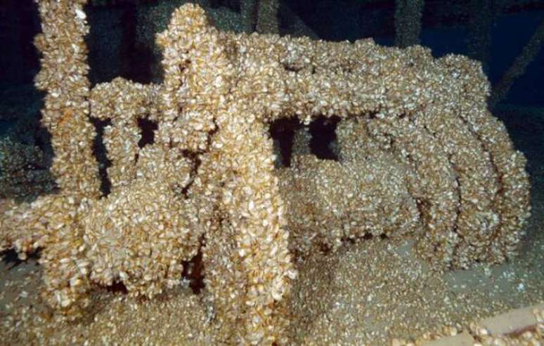 Navio completamente coberto por mexilh&otilde;es