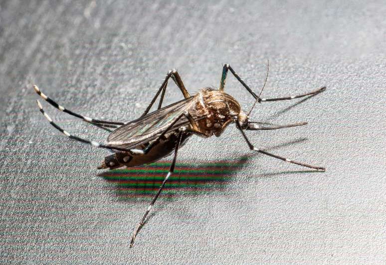 The Asian tiger mosquito is better suited to cold and heat than its more famous cousin, which has changed the profile of infections with its arrival in cities, worrying authorities (Image: Sixto Emmanuel Picones Puebla/CC-BY-4.0)