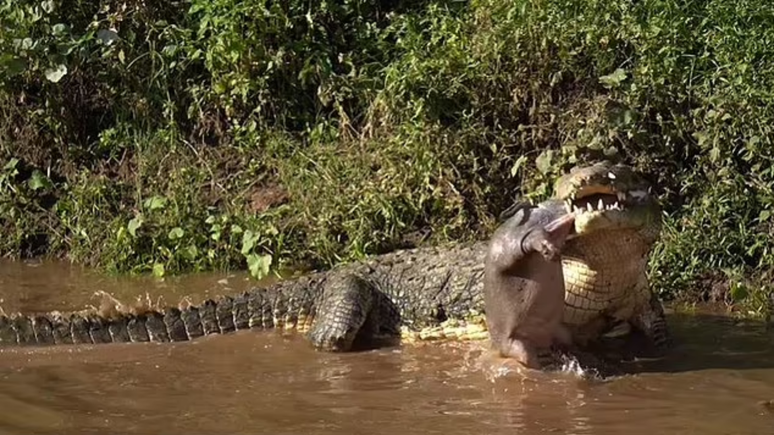 Vídeo captura momento em que um crocodilo devora um hipopótamo