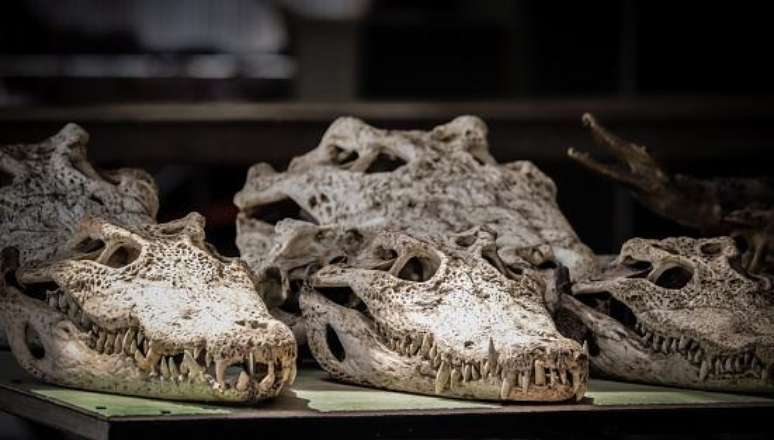 O estudo de fósseis ajuda a reconstruir a história. (Fonte: Getty Images)