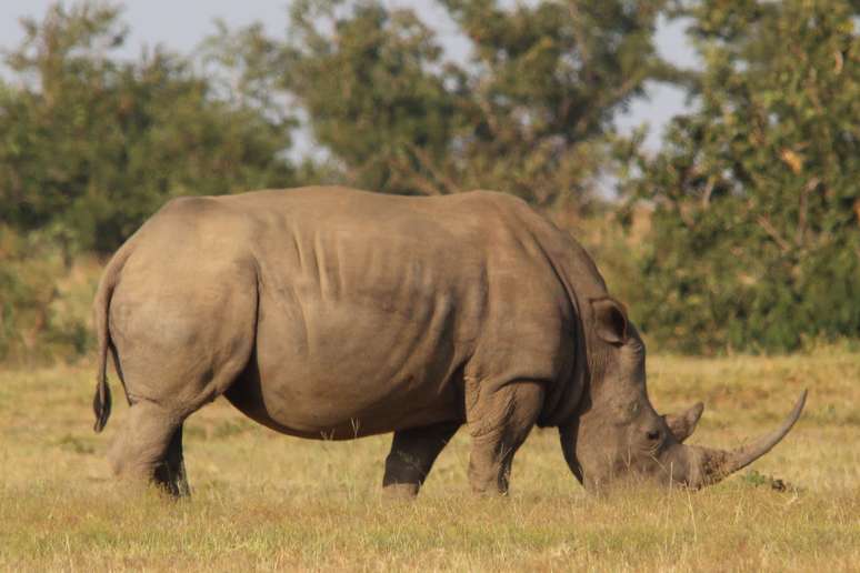 Um rinoceronte na reserva natural privada de Welgevonden, na &Aacute;frica do Sul, na prov&iacute;ncia de Limpopo