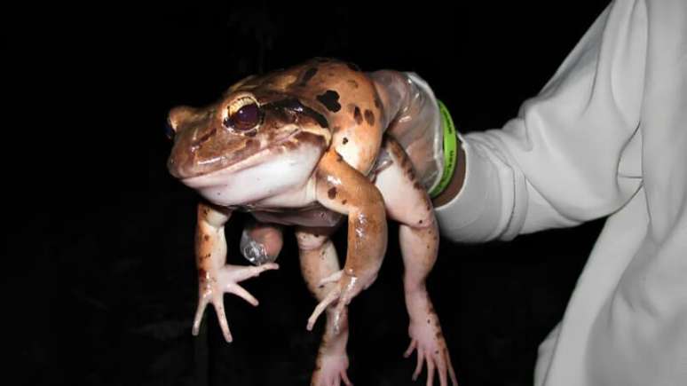 Pesquisadores esperam ajudar sapos galinha-da-montanha a sobreviver com cruzamento de genes selecionados. (Fonte: CaribDaily)