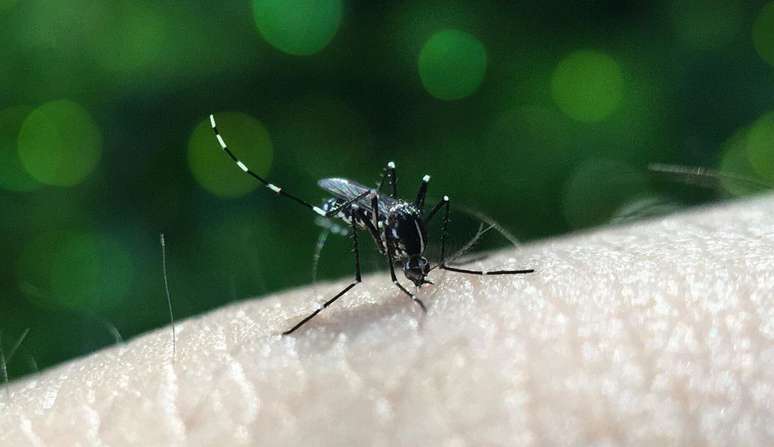 Janssen avanaça nos testes com um remédio contra a dengue para humanos (Imagem: Nuriyah Nuyu/Pixabay)