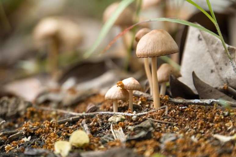 4 hallucinogenic substances used by our ancestors