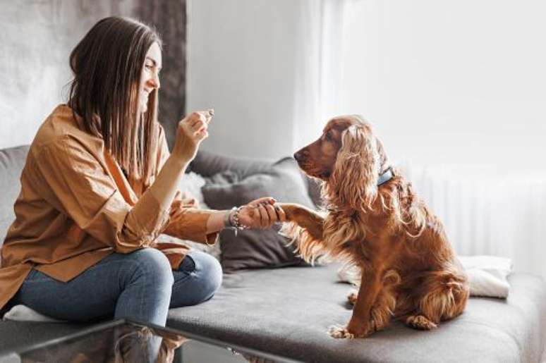 Dogs prefer to be given food rather than toys, study says