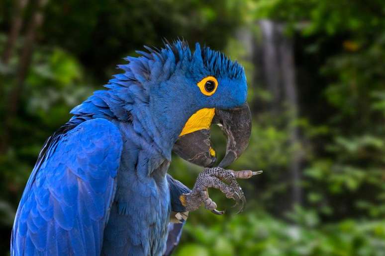 A arara-azul &eacute; literalmente um belo exemplo da colora&ccedil;&atilde;o estrutural