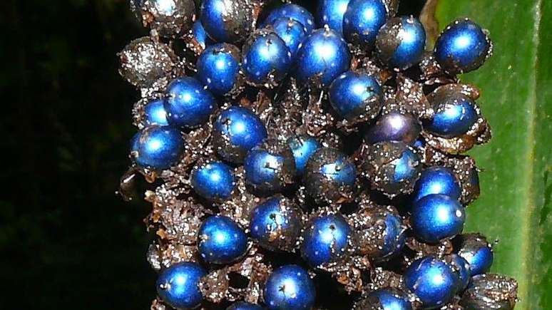 Frutos de Pollia condensata, que tem o azul met&aacute;lico mais vibrante da natureza