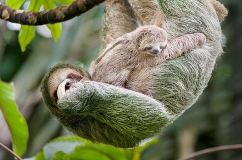 Filhote de bicho-preguiça com sua mãe