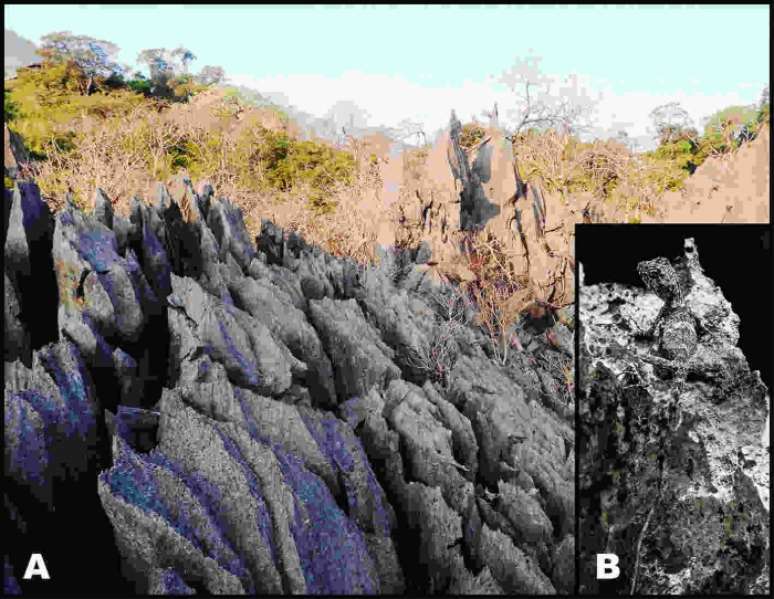 (Fonte: Zoological Research/Divulgação)