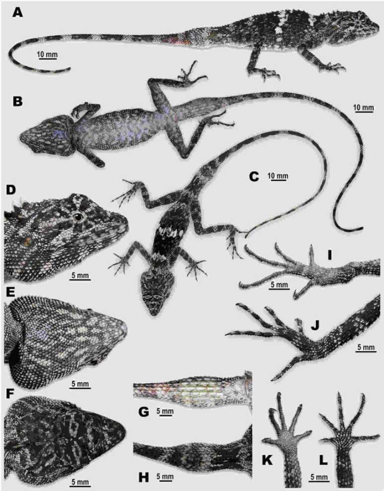 (Fonte: Zoological Research/Divulgação)