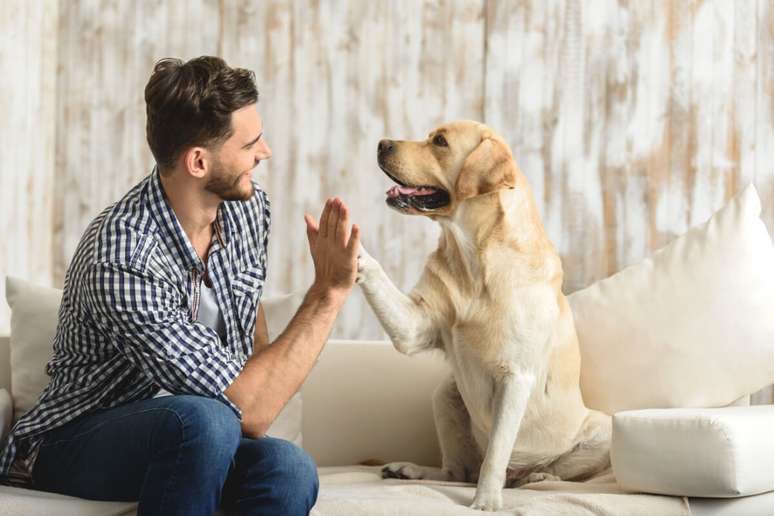 Uma rotina bem definida para alimentação, passeios e tempo de brincadeira proporciona segurança para o animal