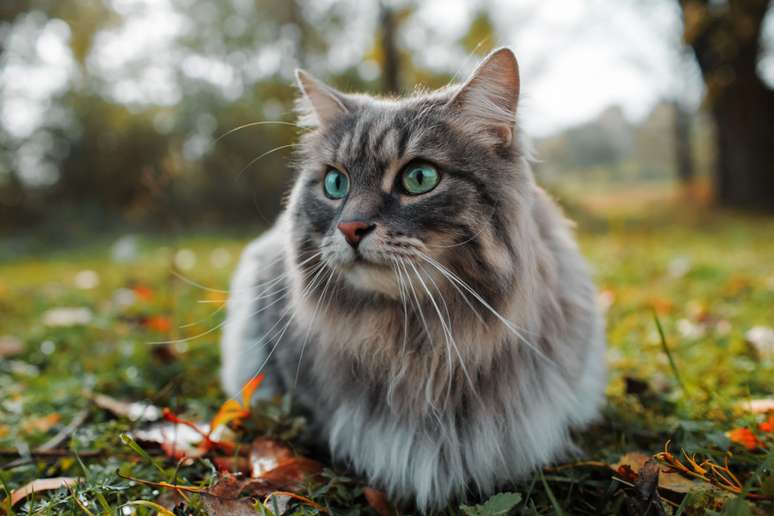 A esporotricose é uma doença que evolui rapidamente nos gatos 