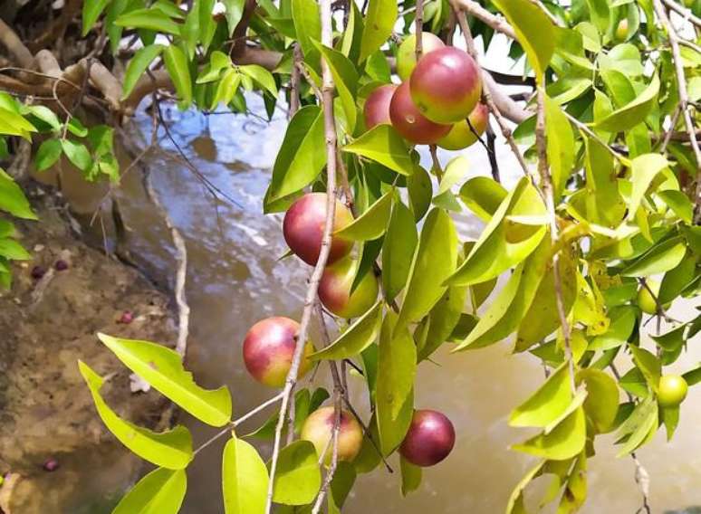 Camu-camu tende a se tornar cada vez mais conhecido gra&ccedil;as a esse projeto de reflorestamento. (Fonte: Casa e Jardim / Reprodu&ccedil;&atilde;o)