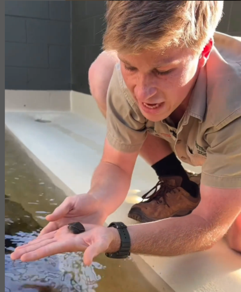 Robert e o mais novo bebê da tartaruga Elseya irwini. (Fonte: Robert Irwin/Instagram/Reprodução)