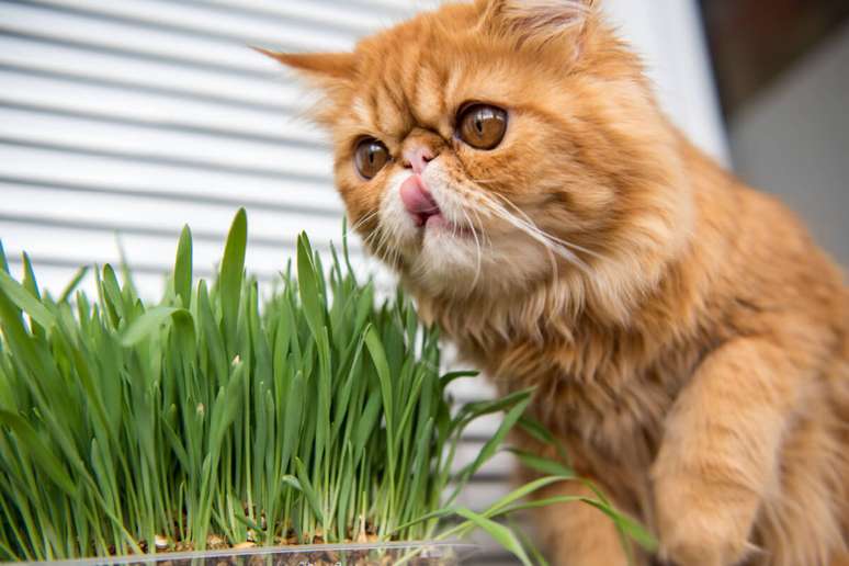 A grama para gatos oferece vários benefícios para a saúde dos felinos 