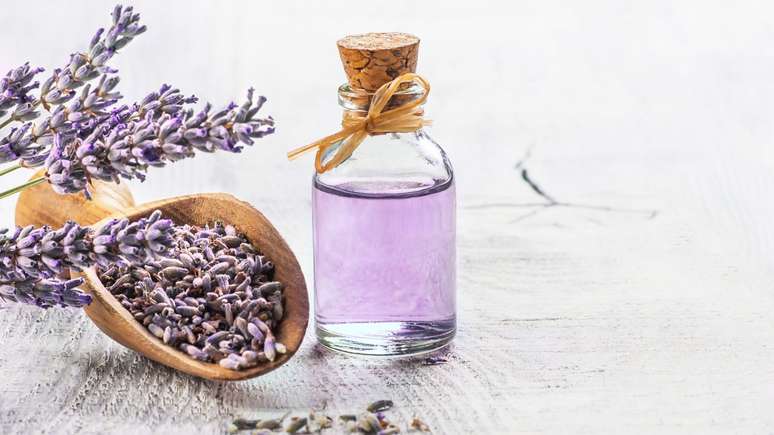 O óleo essencial de lavanda possui muitos benefícios –