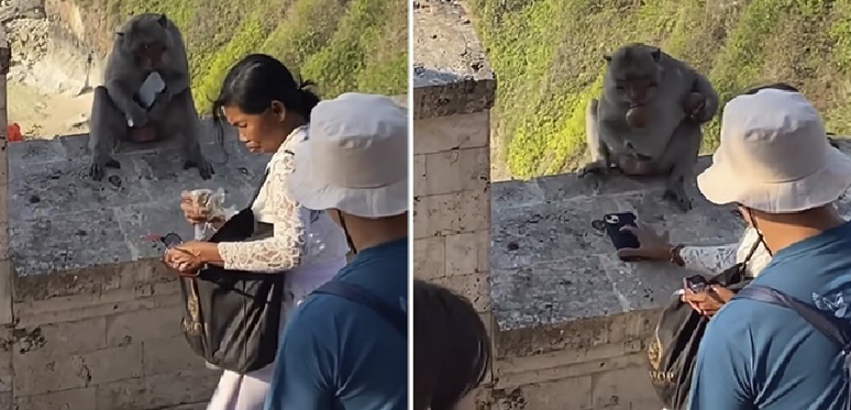 Macacos em Bali roubam celulares para negociá-los por comida