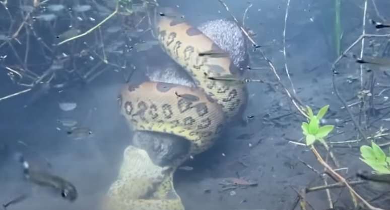 Sucuri 'lancha' porco-do-mato embaixo d'água em rio de Bonito (MS)