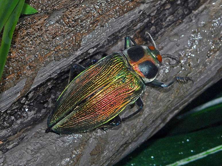 O Euchroma gigantea representa perigo para espécies de plantas de grande porte