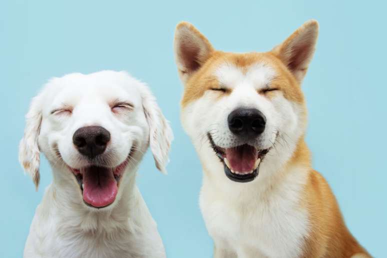 Segundo a Federação Cinológica Internacional, existem mais de 340 raças de cachorros reconhecidas oficialmente no mundo