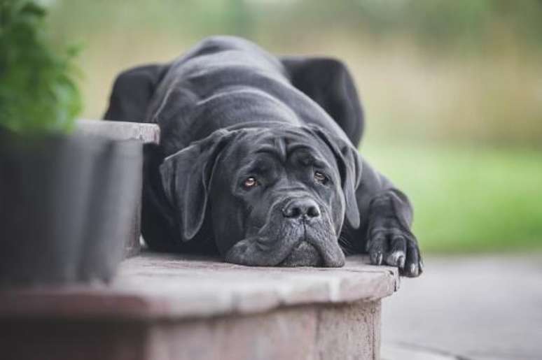 Um cane corso pode chegar a viver 12 anos. (Fonte: Getty Images)