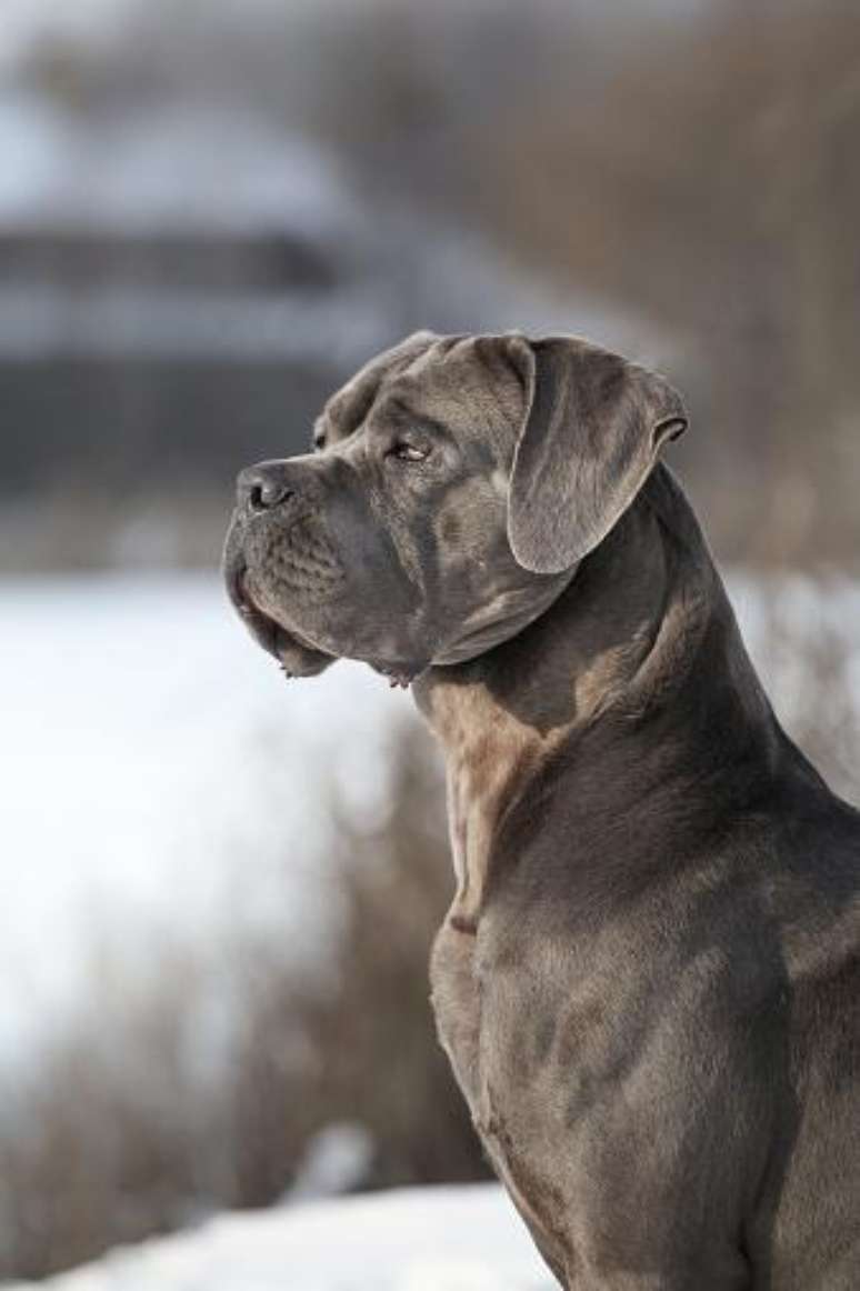 Cane Corso 6 Fatos Sobre A Ra a De Cachorro Trazida Ao Brasil Pelo Faust o Cane Corso 6 Fatos Sobre A Ra a De Cachorro Trazida Ao Brasil Pelo Faust o