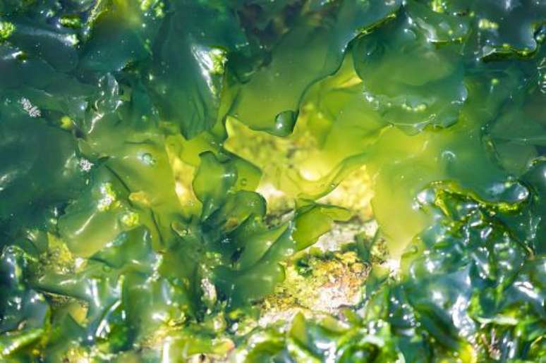 Algas marinhas faziam parte da dieta de humanos 8 mil anos atrás