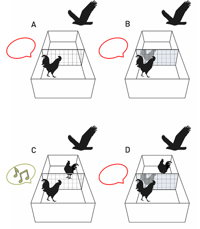 Pesquisadores fizeram testes colocando espelhos ou animais da mesma espécie frente a frente 