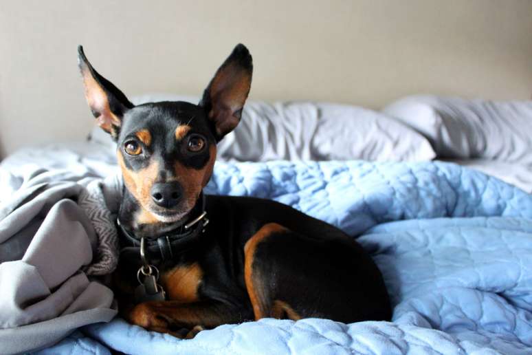 O pinscher 2 é conhecido pela inteligência e facilidade de treinamento 