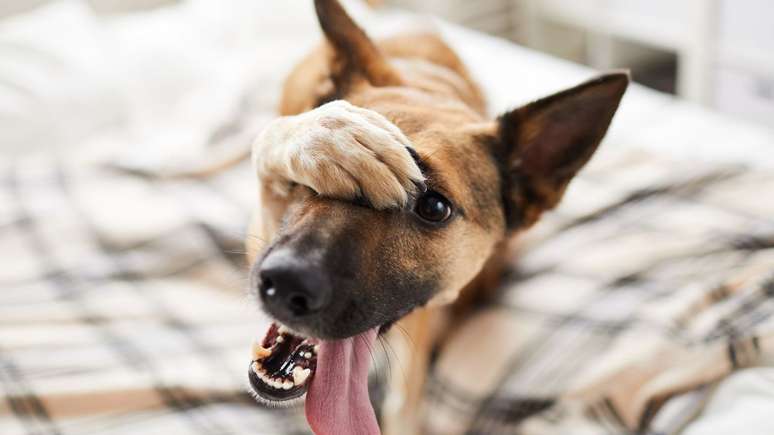 O mau hálito em cães exige atenção dos tutores -