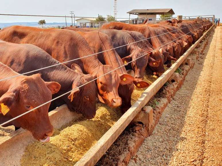 Nas Fazendas União do Brasil (FUB), em São Paulo, abatem-se cerca de 4 mil animais por ano.