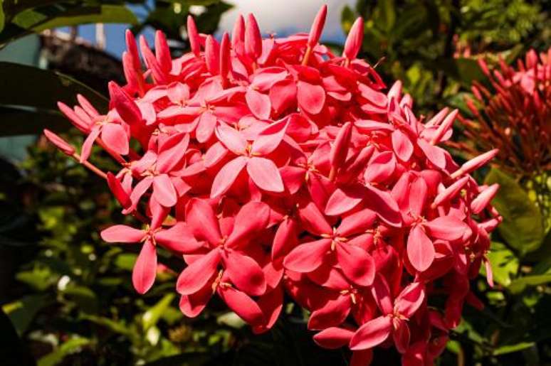 Planta da espécie Rubiaceae. (Fonte: Getty Images/Reprodução)