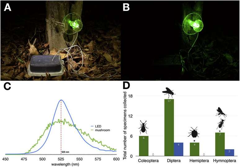 Nos testes, os cientistas posicionaram um cogumelo de LED e compararam sua performance noturna de atração de insetos com a de um cogumelo sem brilho (Imagem: Oliveira et al./Current Biology)