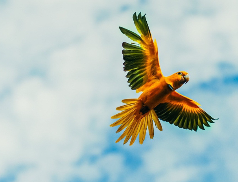 Ararajuba é uma ave endêmica do Brasil e símbolo nacional 