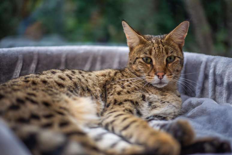 O gato savannah tem corpo longo, orelhas grandes e pelagem curta e dourada com manchas escuras 