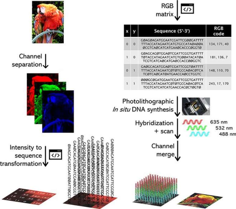 Com a ajuda de um script, a imagem digital é separada em camadas de cor e uma sequência de DNA é ligada à intensidade de brilho colorido de cada pixel — um segundo script junta as sequências para sintetização do DNA e sondas fluorescentes se ligam às cadeias já prontas, e o resultado escaneado vira a pintura (Imagem: Kekić, Lietard/Journal of the American Chemical Society)