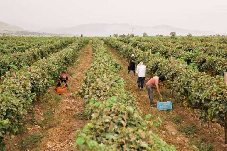 No Vale de Pisco, os vinhedos de uvas crioulas da Bodega Murga