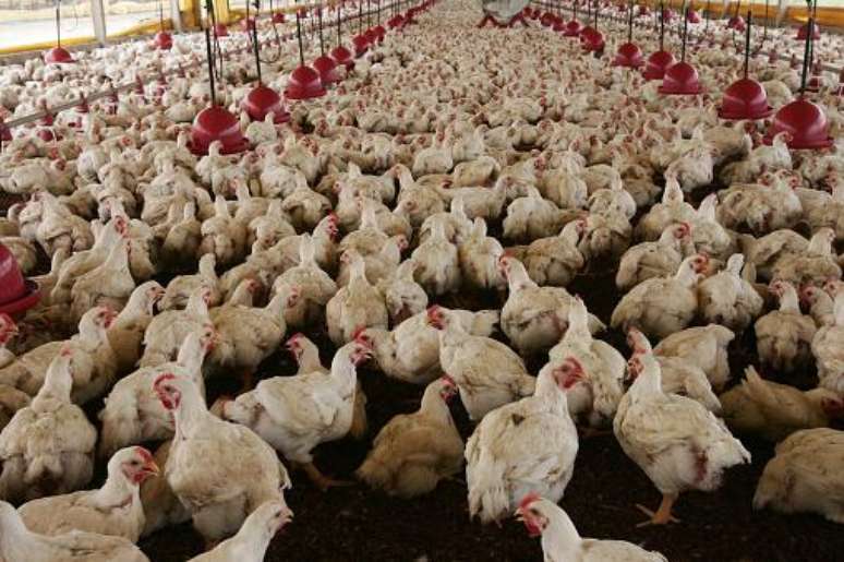 Para suprir a demanda por carne, a vida dos frangos n&atilde;o &eacute; nada atrativa. (Fonte: Getty Images/Reprodu&ccedil;&atilde;o)