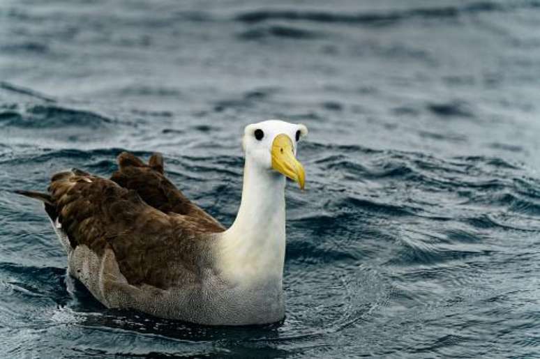 (Fonte: GettyImages)