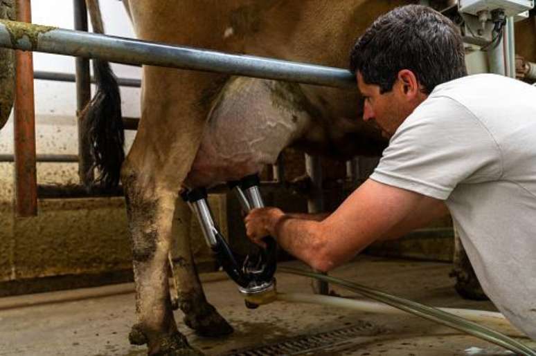 Vacas leiteiras sofrem constantemente pela necessidade de produ&ccedil;&atilde;o. (Fonte: GettyImages/Reprodu&ccedil;&atilde;o)
