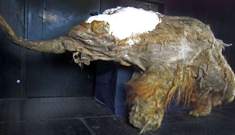 Já foram encontrados muitos mamutes tão bem preservados que acabam mumificados na neve, como o Yuka, visto na imagem, achado em 2010 (Imagem: Cyclonaut/CC-BY-4.0)