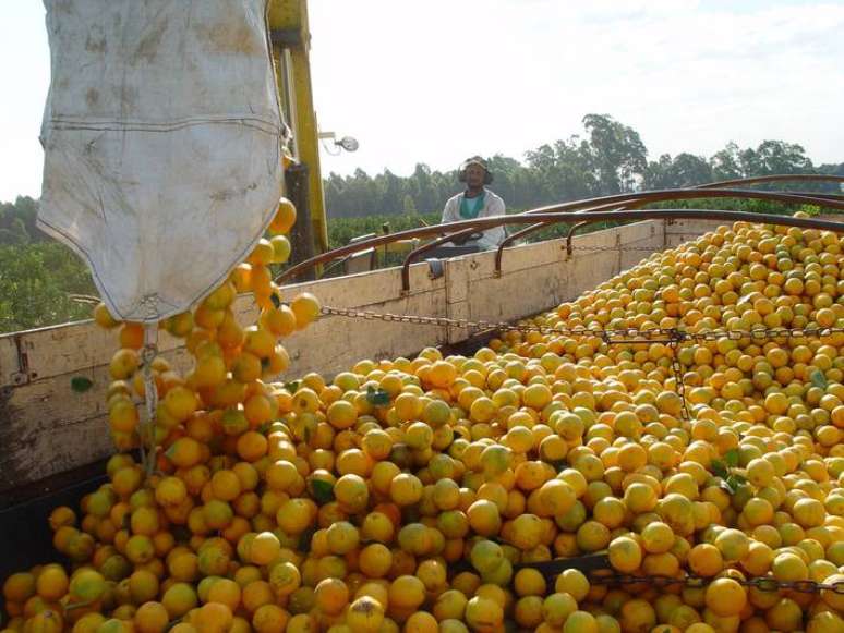 Greening disease threatens citrus production in Sao Paulo;  read the article