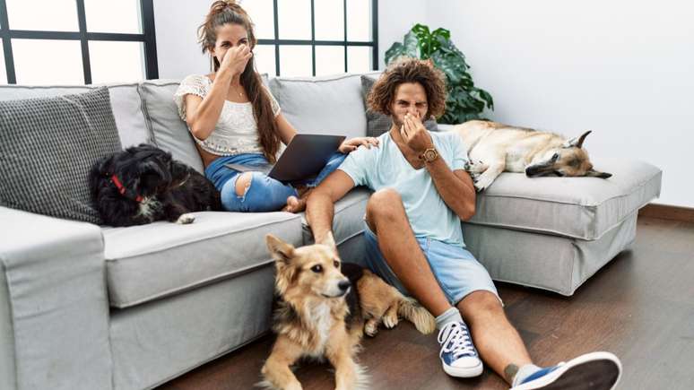 Veja dicas para tirar o cheiro de cachorro da casa - Shutterstock