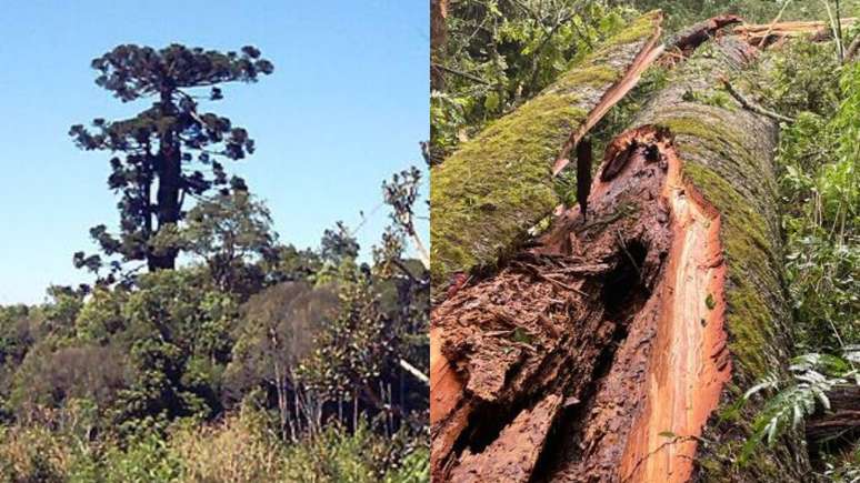 Com 750 anos, maior araucária do Paraná é derrubada por ventania