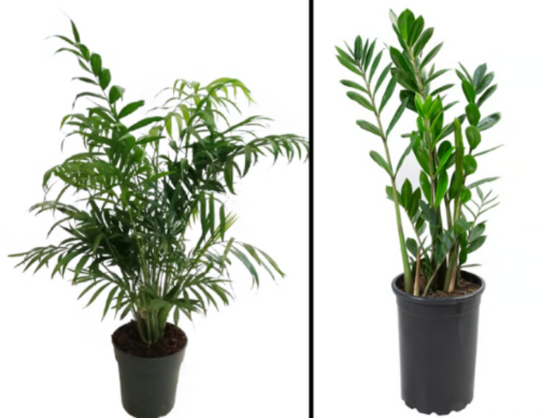 Da esquerda para a direita: Palmeira chamaedorea e zamioculca 